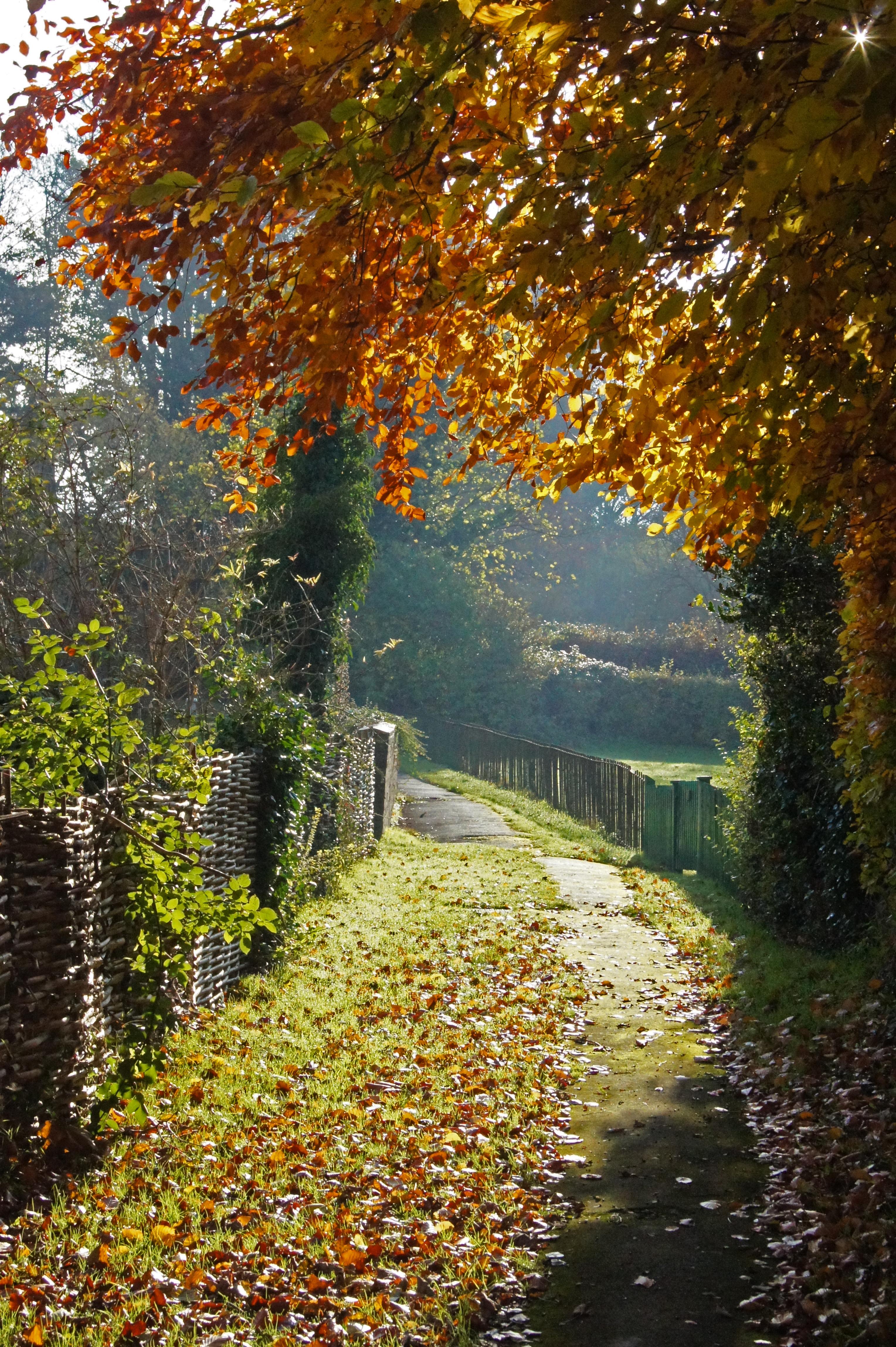 A leafy walk up to the church