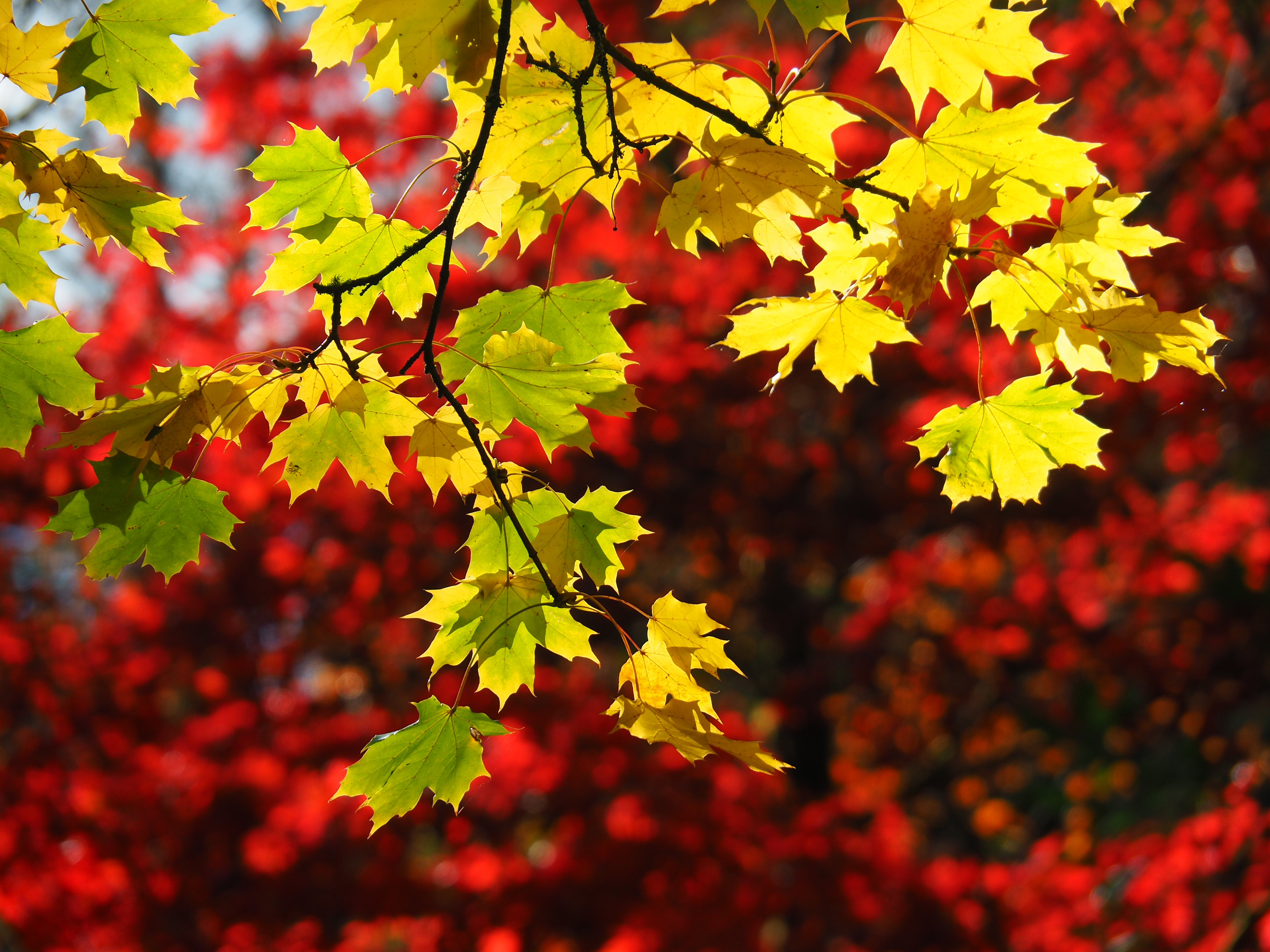 Autumn leaves in the village